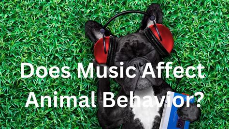 do animals like music? does the type of music matter?